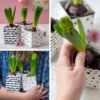 Do It Yourself Tetrapak-Blumentopf mit Hyazinthe