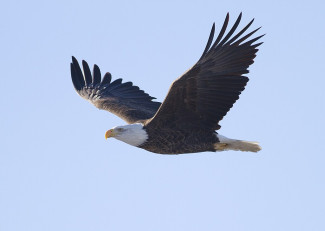 fliegender Weißkopfseeadler